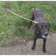 Piquet chien en chrome longueur 40 cm